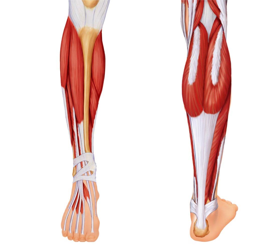 عضلات خلف ساق