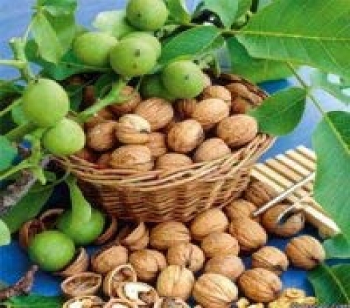 مواد غذایی که به رشد مغز فرزند شما کمک میکنند