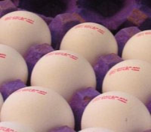 سرانه کم مصرف تخممرغ در ایران