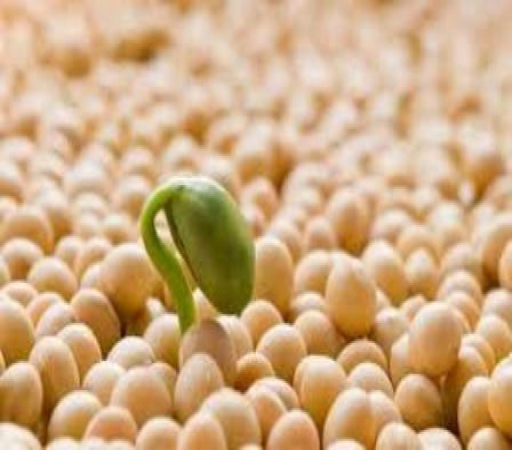 تاثیر مصرف پروتئین سویا در کودکی بر استحکام استخوان ها