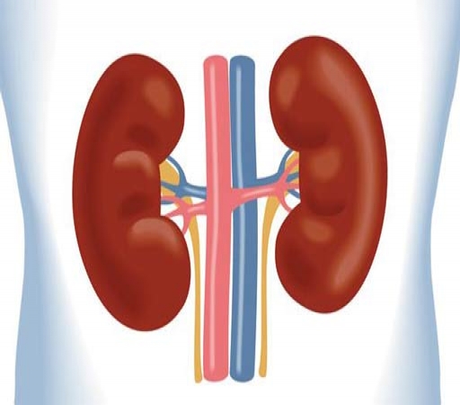 مذاق کلیه با قند سازگار نیست/ سپر ضد دیابت دور کلیهها بکشید